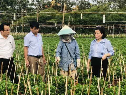 Nông dân Đà Nẵng tất bật chăm sóc vụ hoa Tết