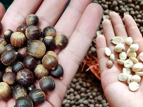 Hạt dẻ thóc vào mùa giá 60 nghìn đồng/kg, hương vị núi rừng thơm ngon hút các vị khách
