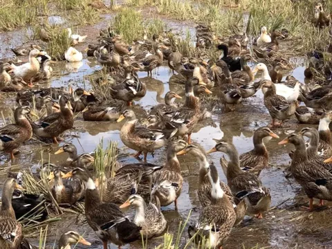 Quảng Ngãi: Phát hiện 3 ổ dịch cúm gia cầm A H5N1