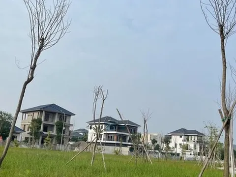 Hàng trăm cây hoa ban chết khô ở công viên 40 tỉ đồng