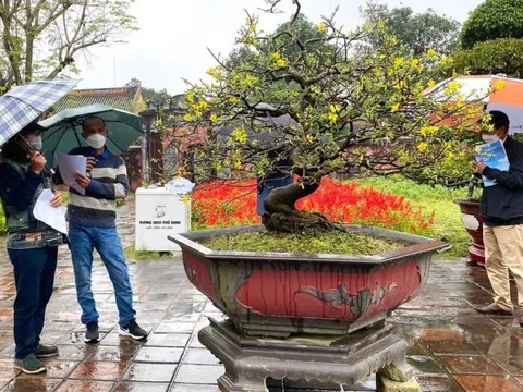 Huế đang tiến gần hơn để trở thành xứ sở mai vàng của Việt Nam