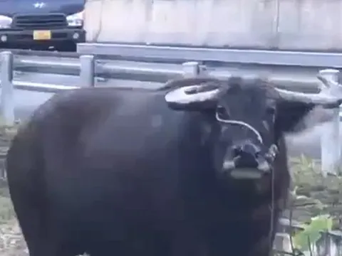 Người đàn ông nhập viện nguy kịch vì bị trâu húc