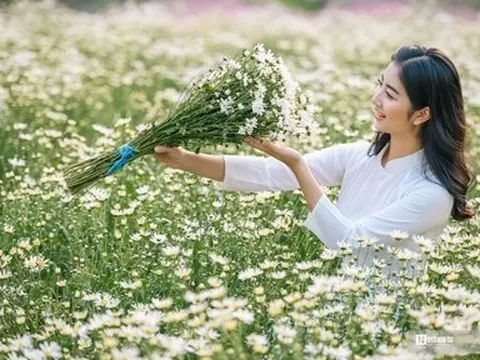 Hà Nội: Thiếu nữ chen chân khoe dáng bên cúc họa mi cuối vụ