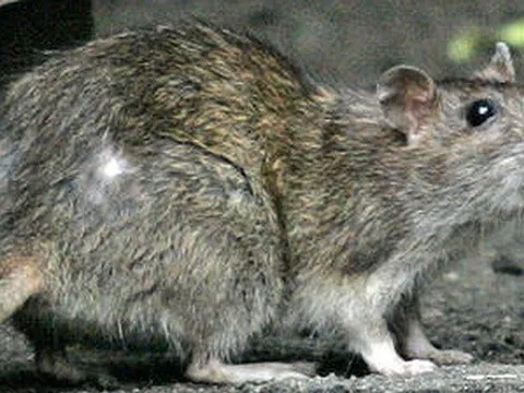 Nhiễm sắc thể Y của nam giới có thể biến mất trong tương lai?