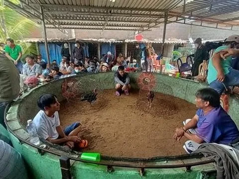 Triệt phá trường gà khủng, bắt giữ hàng chục đối tượng tham gia
