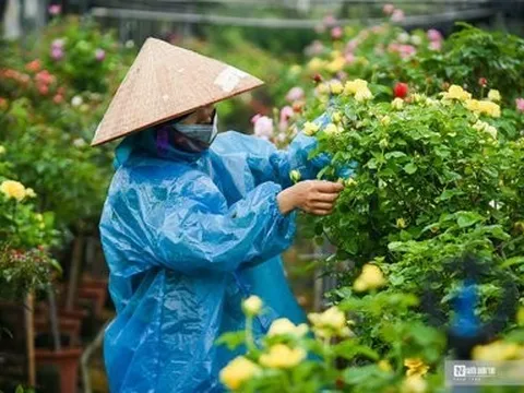 Thủ phủ hoa Mê Linh rộn ràng chuẩn bị cho Festival năm 2022