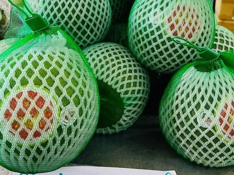 Bưởi da xanh bay đến Mỹ, giá hơn 500.000 đồng/kg