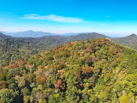 Quảng Ngãi: Bảo vệ đàn Voọc chà vá chân xám quý hiếm