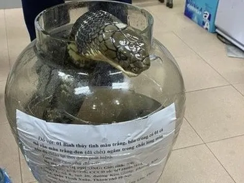 Khởi tố người phụ nữ giết rắn hổ chúa nặng gần 10kg
