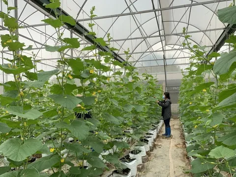 Bắc Giang: Đưa nhanh khoa học công nghệ vào sản xuất, phát triển nông nghiệp, nông thôn