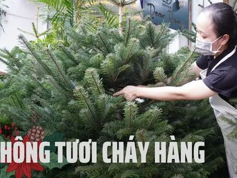TP.HCM: Người dân chi tiền triệu mua thông tươi chơi Giáng sinh