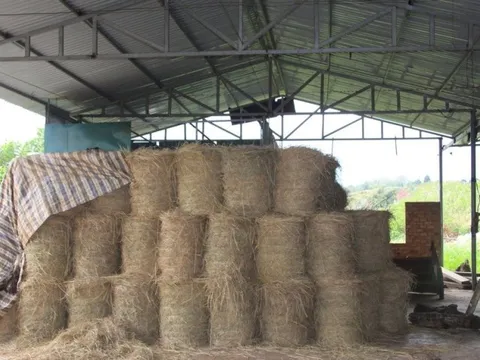 Xót xa chợ tiền tỷ thành nơi nuôi gà, nuôi ong, bỏ rơm...