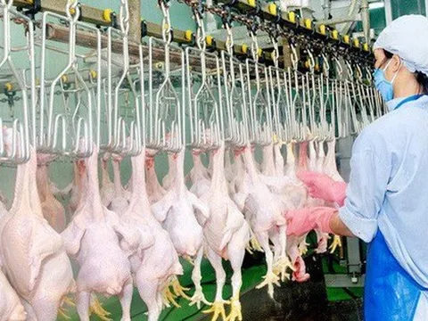 Việt Nam nhập hơn 200.000 tấn thịt gà, kiến nghị hạn chế nhập khẩu gà đông lạnh