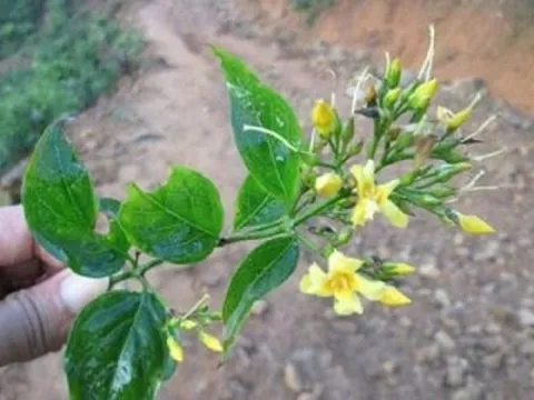 Hai học sinh rủ nhau hái lá cây ăn, không ngờ ăn nhầm cây cực độc