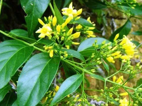 Hai học sinh ăn nhầm lá ngón, một em tử vong