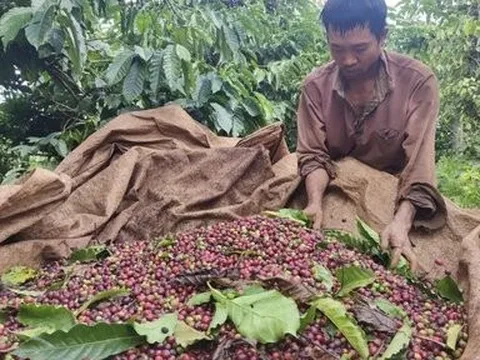 Ngược ngàn mưu sinh