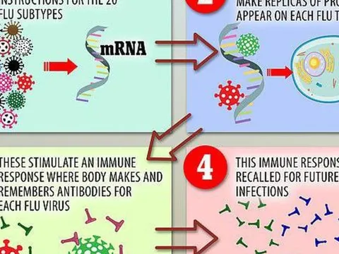 Tạo siêu vắc-xin ngừa hơn 20 loại cúm