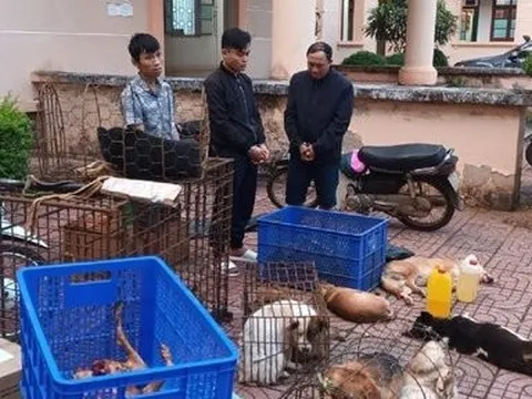 Triệt phá nhóm đối tượng trộm cắp chó liên tỉnh