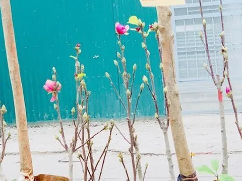 Người Hà Nội chi tiền triệu mua mộc lan chơi Tết sớm