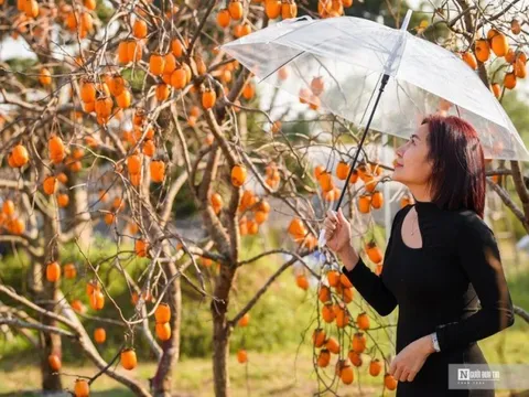 Ngắm vườn hồng Mộc Châu vàng rực giữa lòng Thủ đô