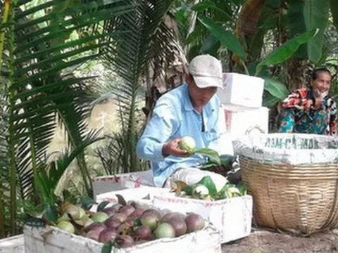 Vú sữa tím Sóc Trăng xuất khẩu sang Mỹ