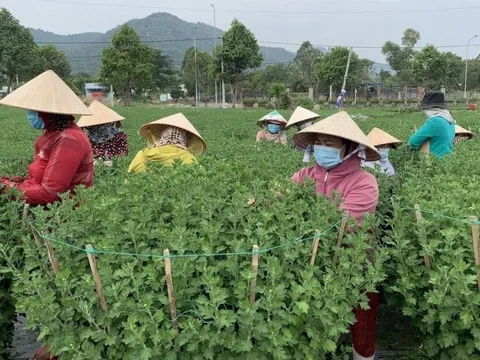 Bà Rịa - Vũng Tàu: Người trồng hoa tất bật vào vụ Tết Quý Mão