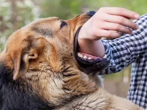 Một bệnh nhân ở Đồng Nai tử vong sau 4 tháng bị chó cắn