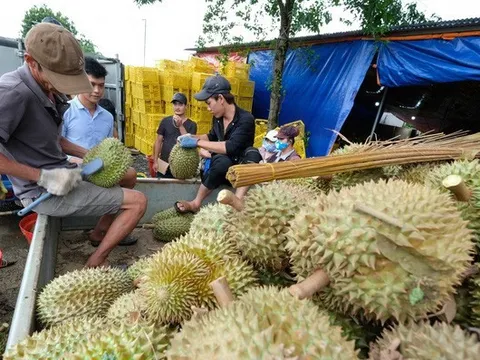 Sầu riêng sang Trung Quốc tăng hơn 4.000% chỉ trong một tháng