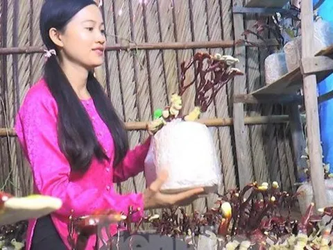 Độc lạ chậu bonsai nấm linh chi chơi Tết