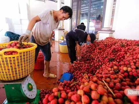 Bộ NN-PTNT sẽ chủ trì tháo gỡ rào cản trong xuất, nhập khẩu nông sản