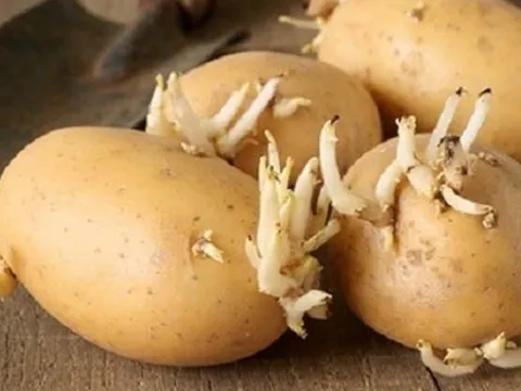 Cảnh báo cách ăn khoai tây gây ngộ độc