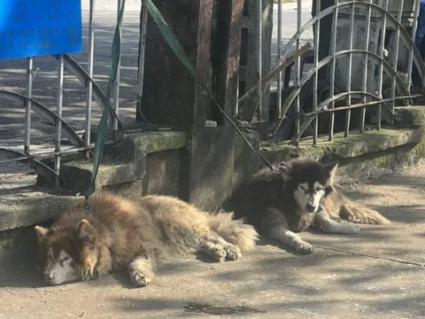 Giải cứu 2 chú chó Alaska bị vứt bỏ nghi do chủ vướng vào lao lý