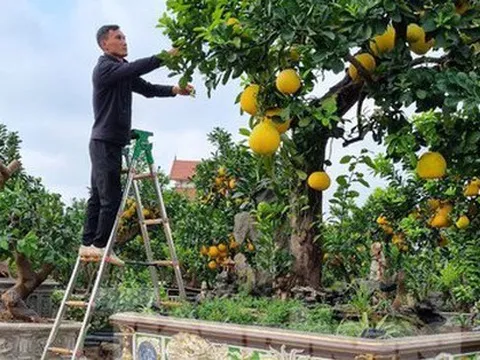 Ngắm cây bưởi trăm tuổi có chậu dát vàng ở Hưng Yên, khách trả nửa tỷ đồng chưa bán