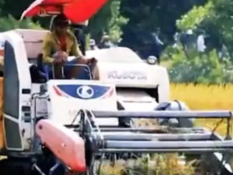 Vượt qua Thái Lan, giá gạo Việt Nam dẫn đầu thế giới