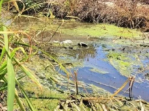 Chủ cơ sở chăn nuôi heo bị xử phạt gần 150 triệu đồng