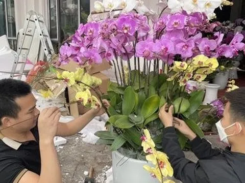 Kiếm tiền triệu mỗi ngày nhờ nghề cắm hoa lan dịp Tết