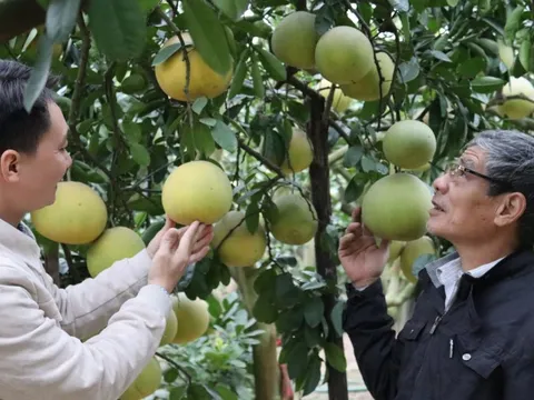 Đón xuân no đủ, trù phú nhờ sản vật hữu cơ