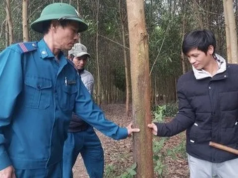 Gia Lai: Dân nghèo đổi đời nhờ trồng rừng