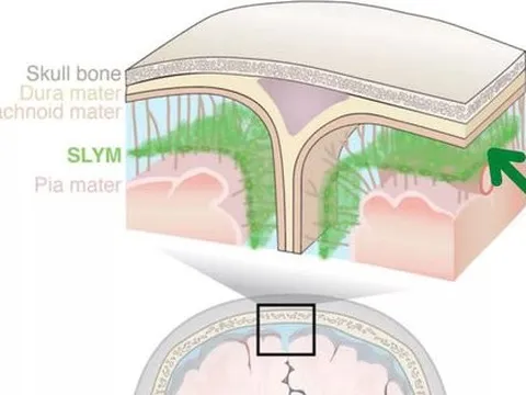 Phát hiện cấu trúc hoàn toàn mới trong não người