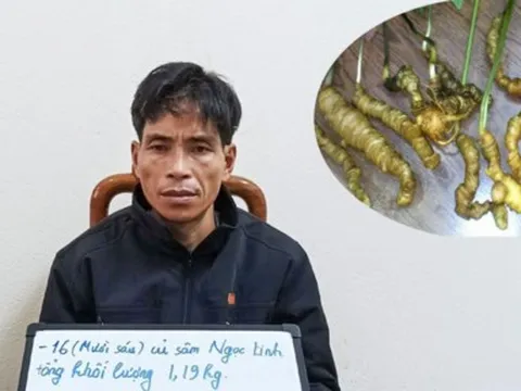 Quảng Nam: Tạm giữ đối tượng trộm sâm Ngọc Linh