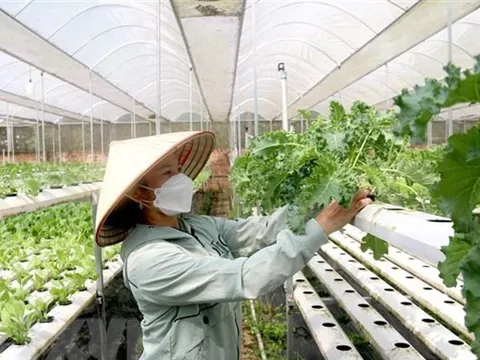 Hỗ trợ hợp tác xã do phụ nữ tham gia quản lý và tạo việc làm cho lao động nữ