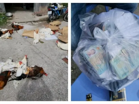 Kiên Giang: Phá điểm đá gà quy mô ngày giáp tết, bắt 30 đối tượng