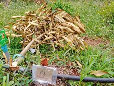 Lâm Đồng: Làm rõ vụ 41 cây sầu riêng của 2 hộ dân bị chặt phá