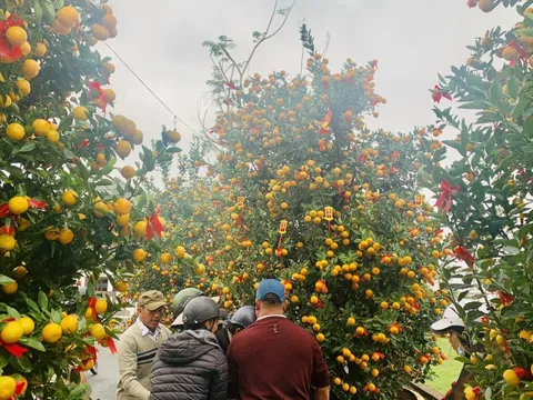 Làng trồng cây quất lớn nhất miền Trung bội thu vụ Tết