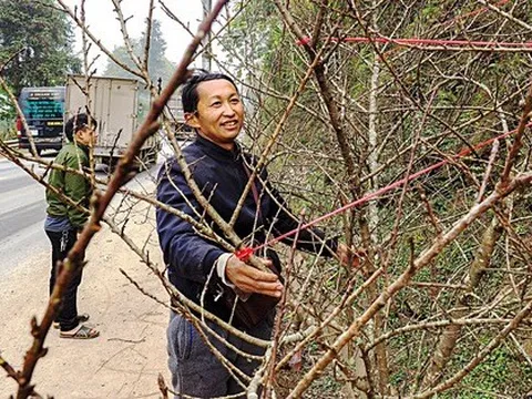 Săn đào xuyên biên giới