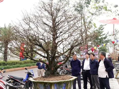 'Thủ phủ' hoa mai, cúc miền Trung rộn ràng vào vụ Tết