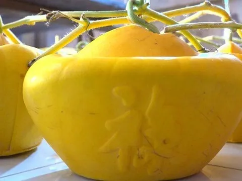 Dưa hấu hình thỏi vàng làm ra không đủ bán