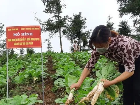 Lô củ cải muối Việt đầu tiên xuất Nhật, thu nhập nông dân tăng gấp 4 lần