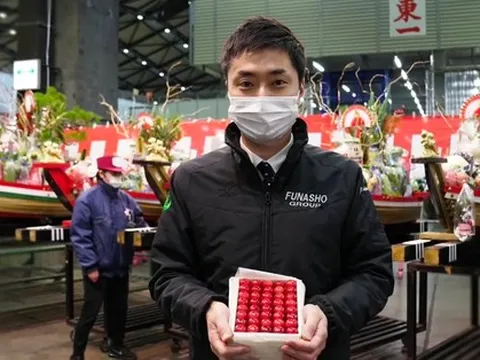 Loại cherry này có gì đặc biệt mà nửa cân có giá bán gần 240 triệu đồng?