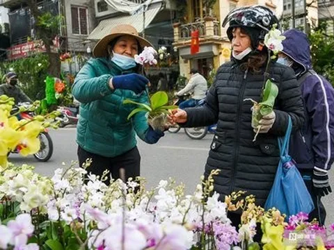 Chợ hoa phố Hoàng Hoa Thám nhộn ngày cuối năm